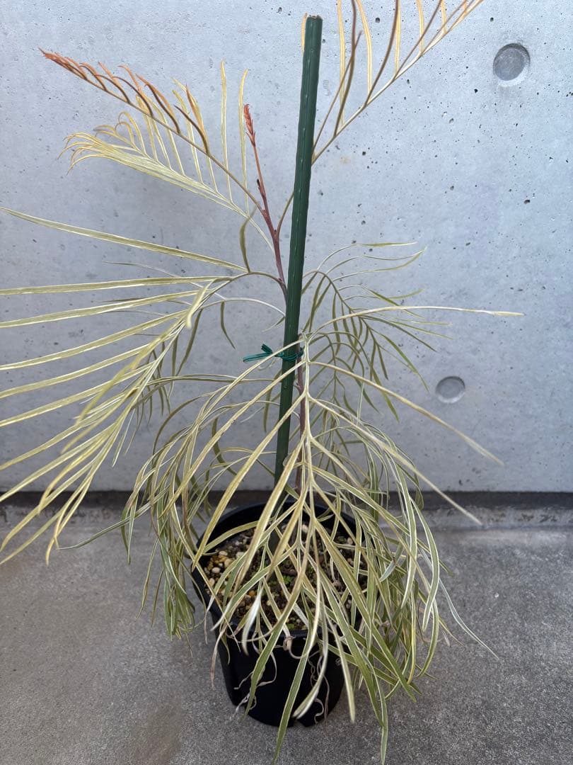 希少 グレビレア ハニーワンダー ②