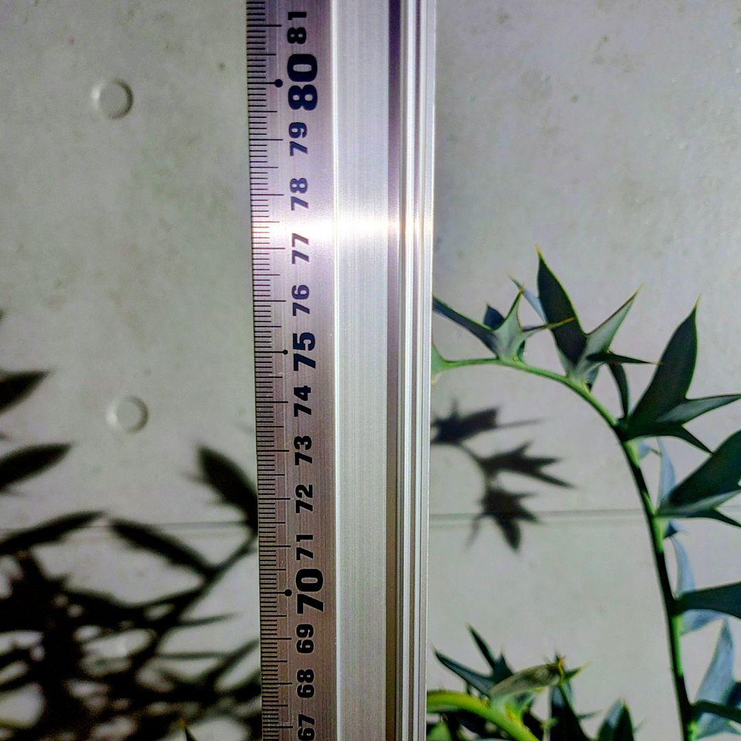 エンセファラルトス　ホリダスEncephalartos horridus