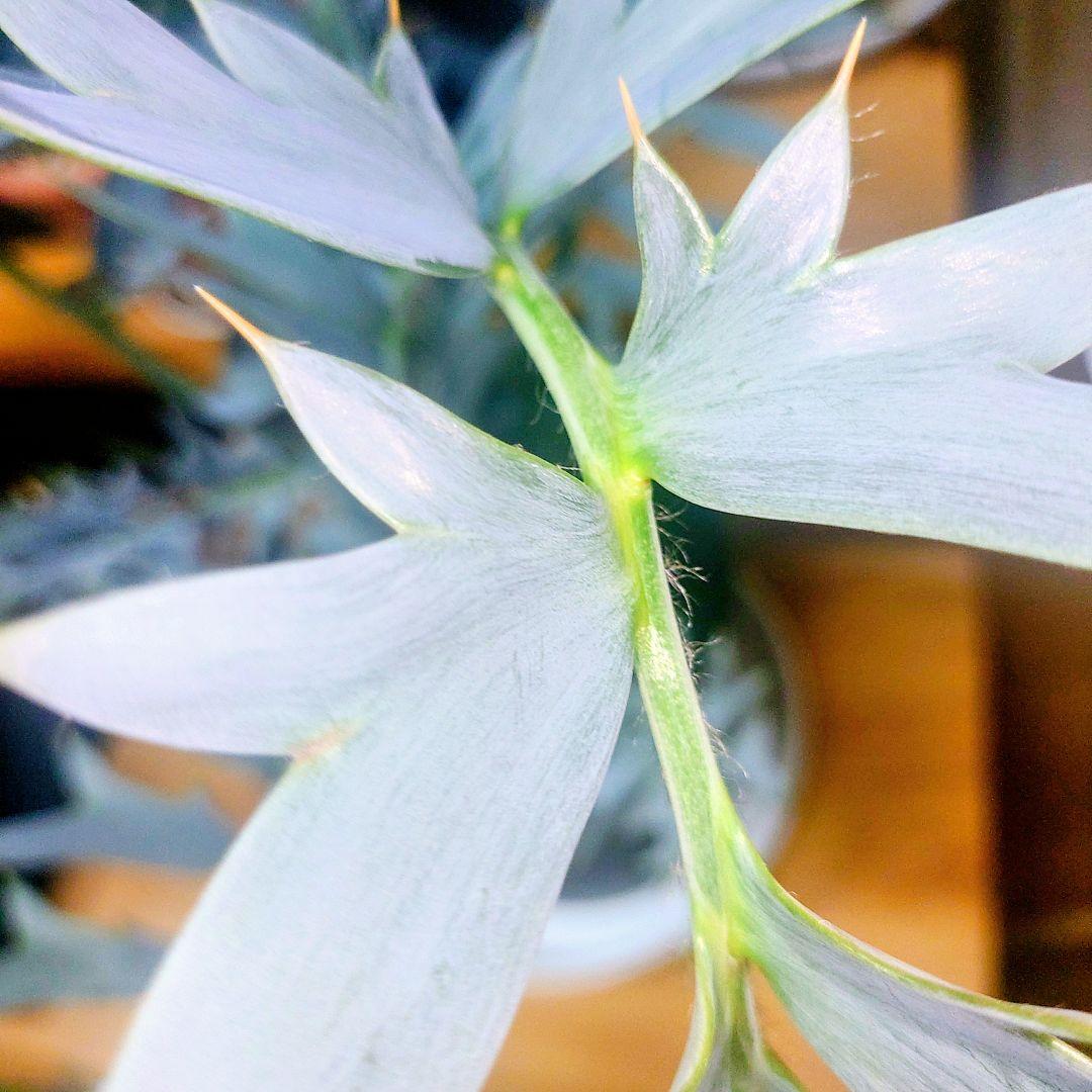 エンセファラルトス　ホリダスEncephalartos horridus