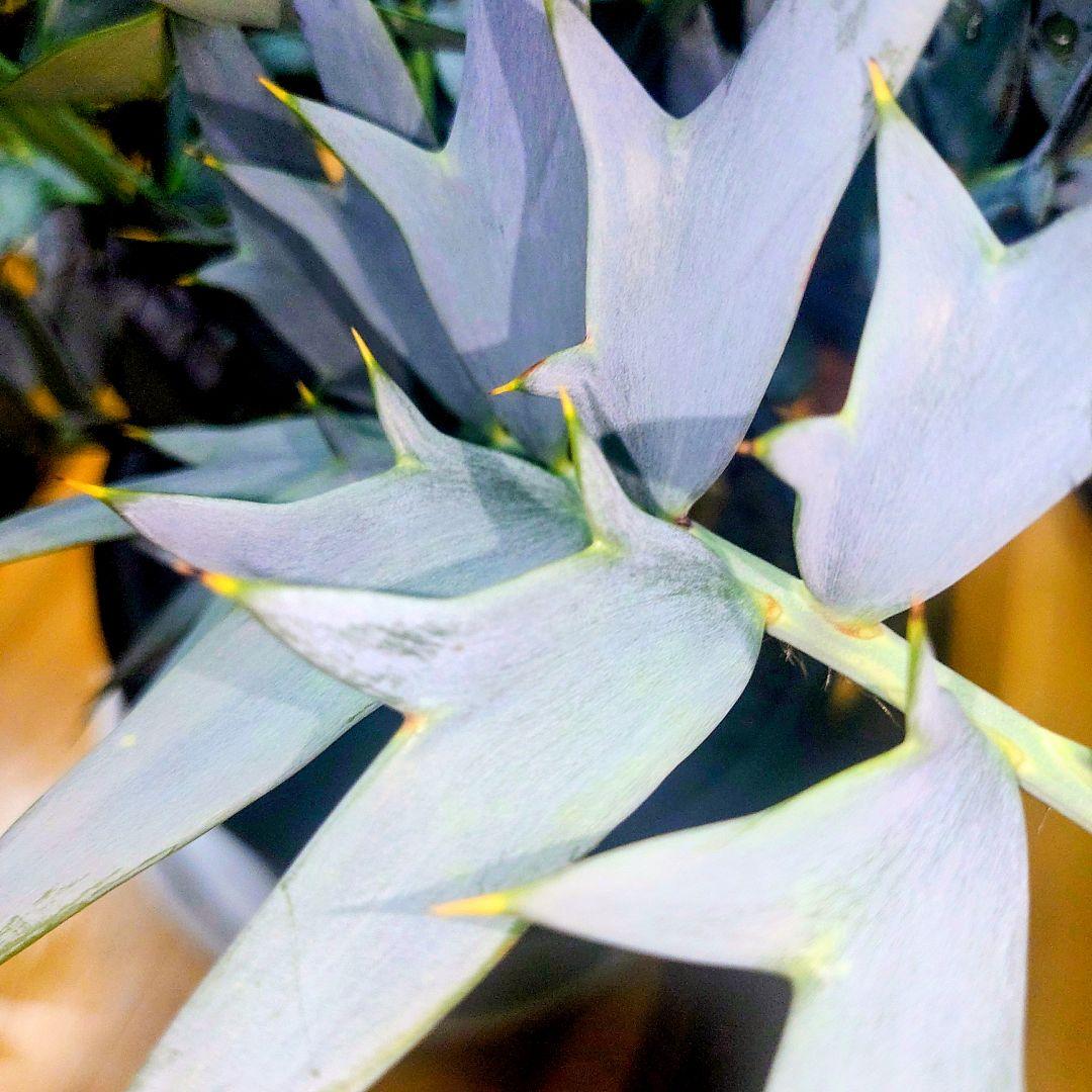 エンセファラルトス　ホリダスEncephalartos horridus