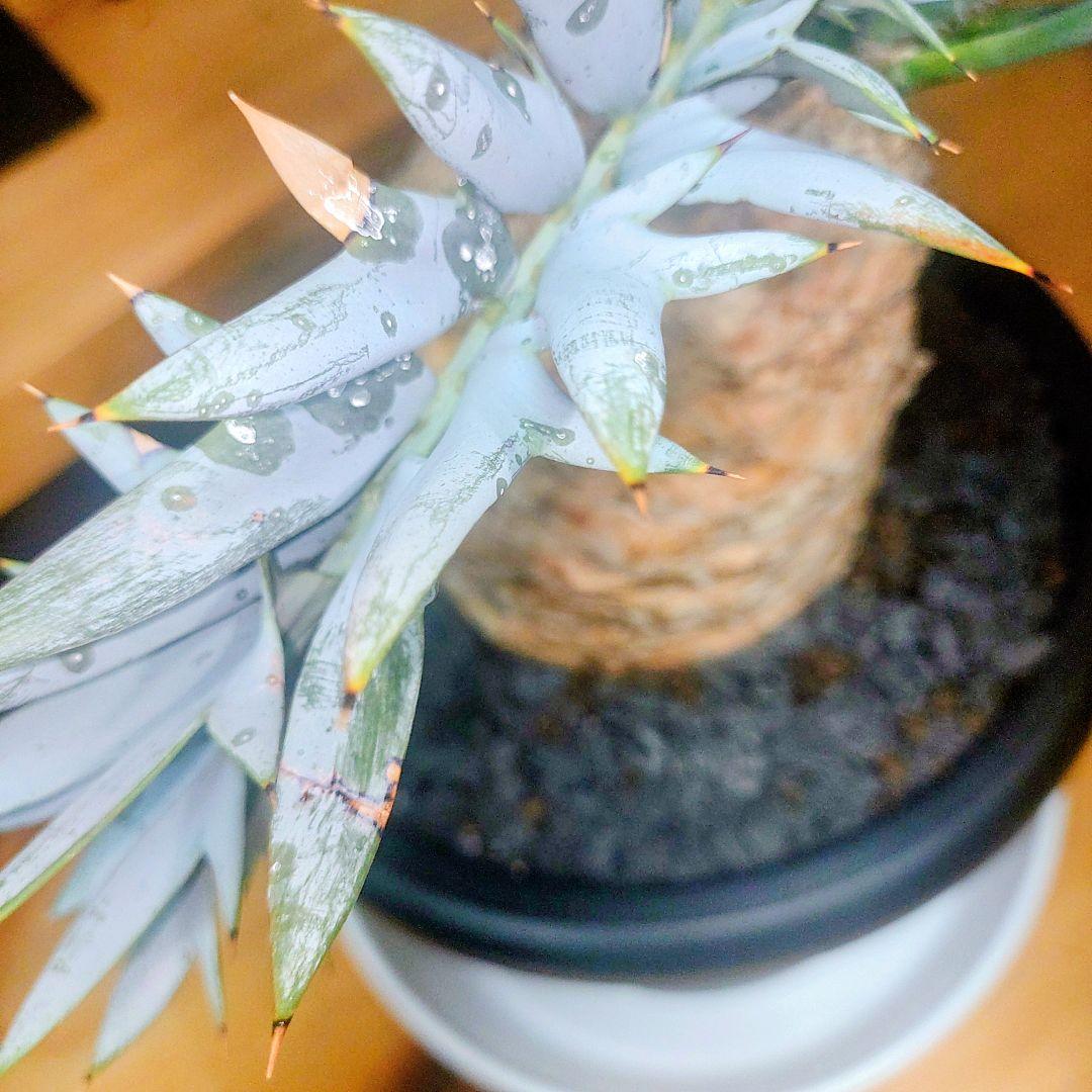 エンセファラルトス　ホリダスEncephalartos horridus