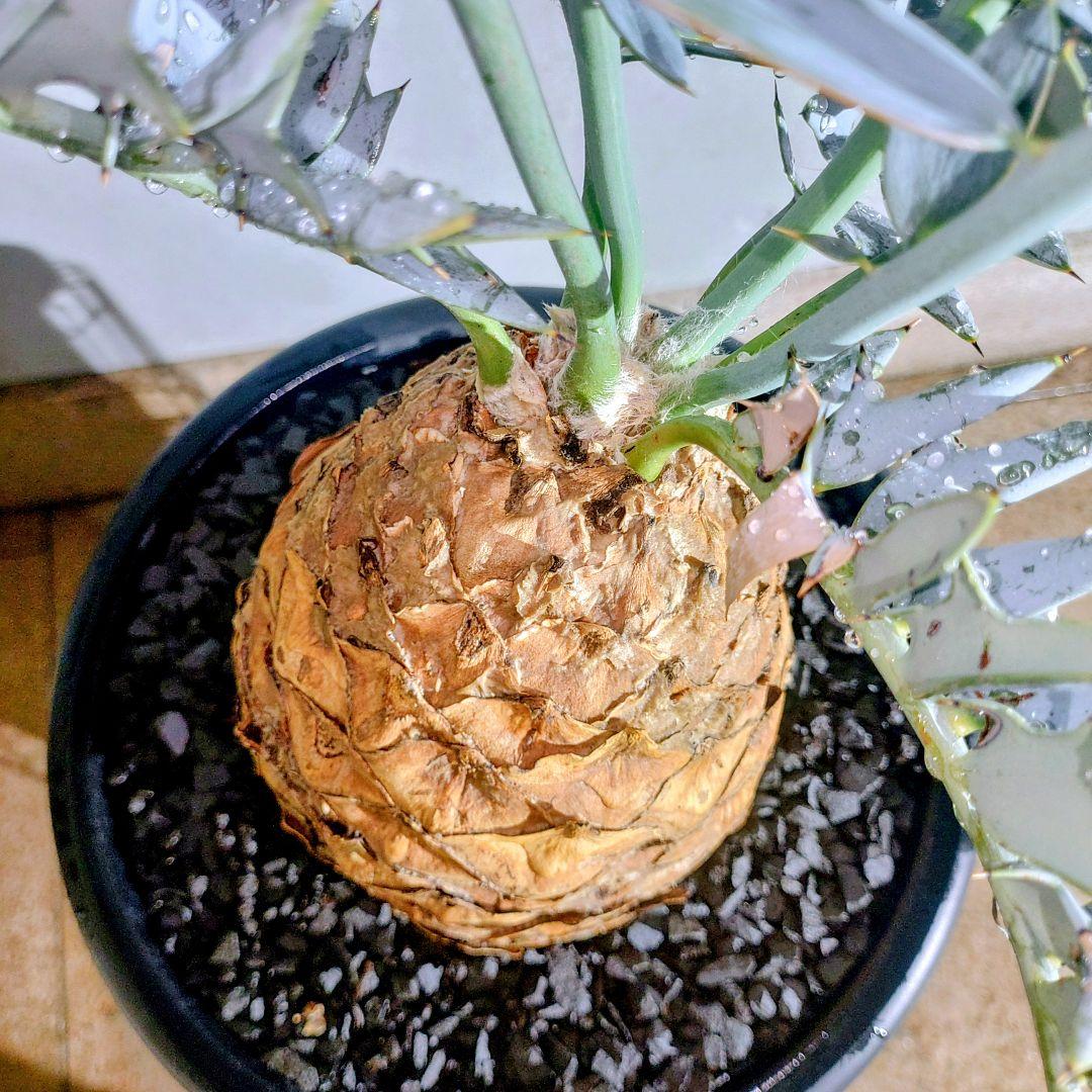 エンセファラルトス　ホリダスEncephalartos horridus