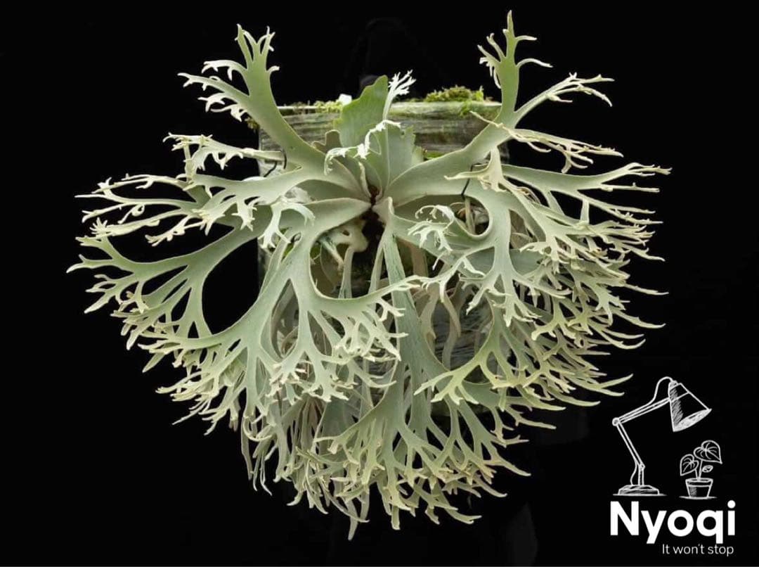 P. Willinckii Jenny #1 (TC)【39】