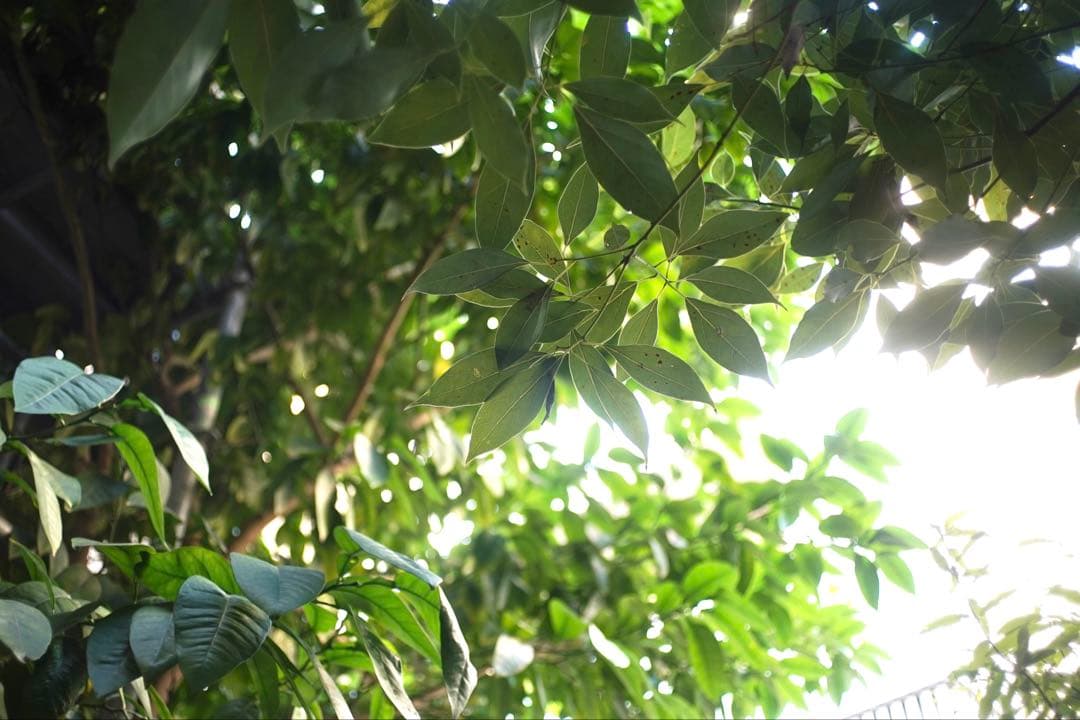 【希少ストッパー付】ライカ｜エルマリートM28mm F2.8（2nd）初期型