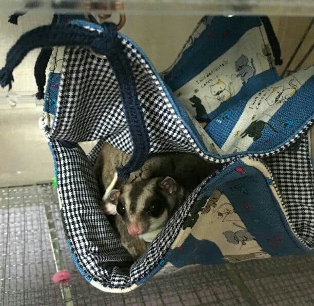 モモンガハウス(フレンチブルドッグ柄・緑)  春(夏)秋仕様  1900円