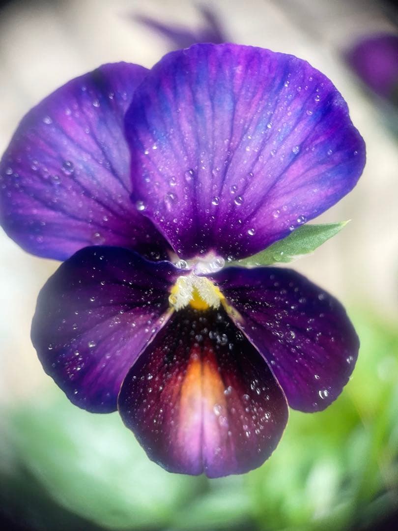 u*a様 人気♡パルプンテ♡極キレイパープル 2苗♡寄せ植え♡カゴ付き(幅３０セ