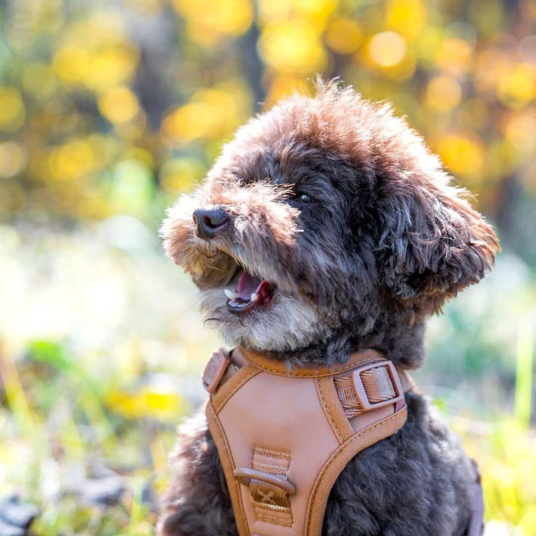 【新品】ハーネス/max-bone/キャメル/Mサイズ/ラグジュアリーブランド