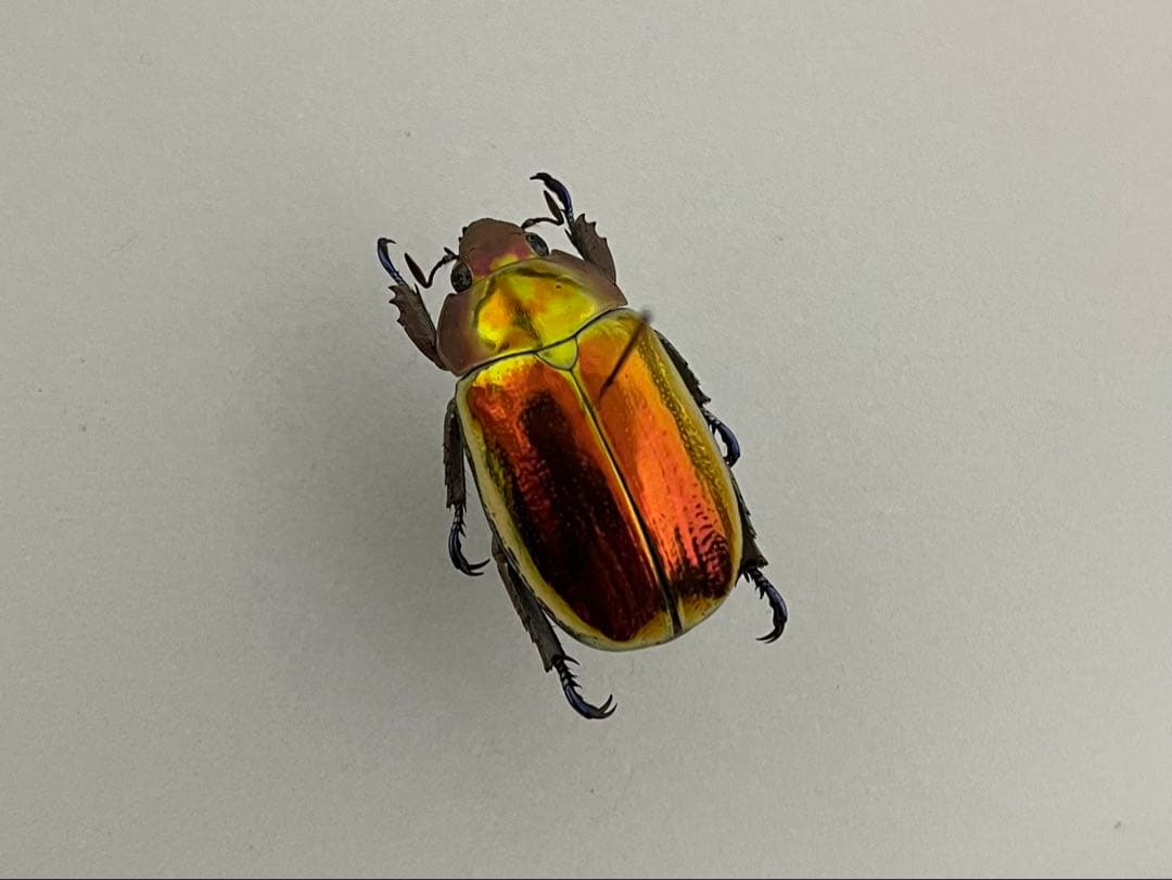 【超激レア個体！】 Chrysina aurigans 標本 プラチナコガネ