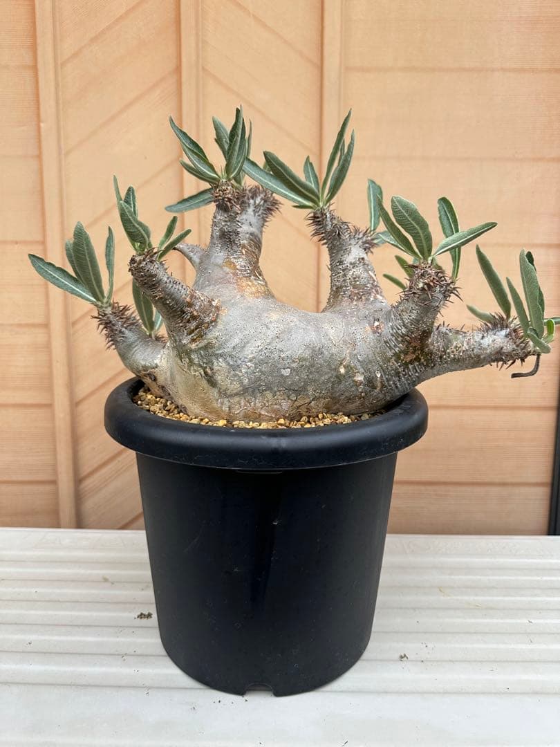 パキポディウム　ホロンベンセ(発根済み)