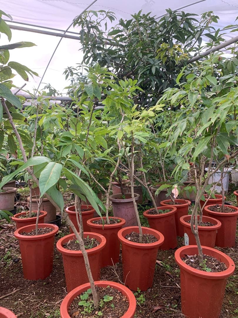 ライチ取木苗木(大) レイシ 　台湾玉荷苞　改良品種プリンセスの笑顔