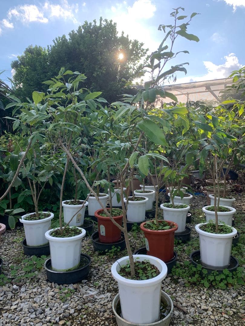 ライチ取木苗木(大) レイシ 　台湾玉荷苞　改良品種プリンセスの笑顔