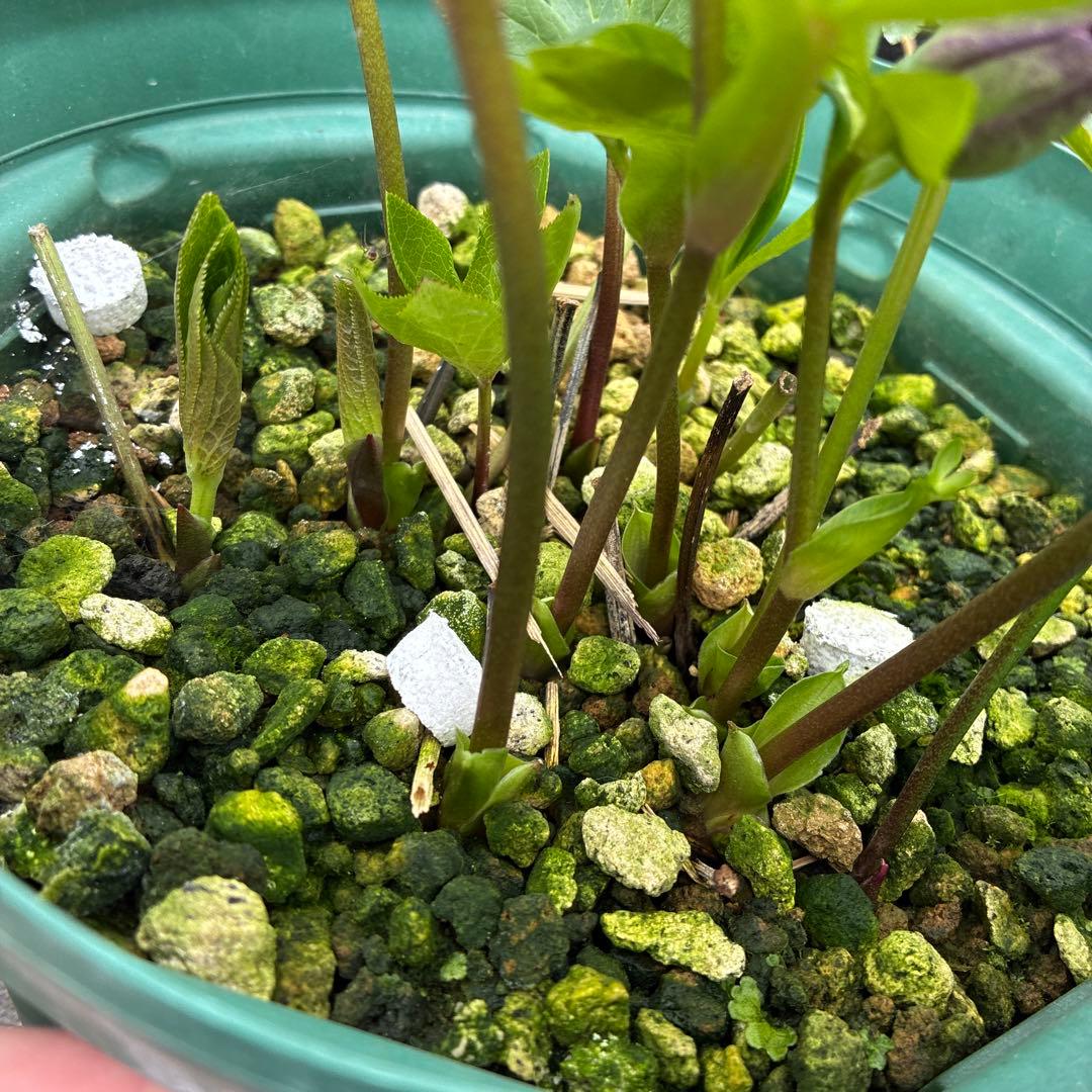 クリスマスローズ　小輪　トルカ交配　グレープバイカラー　７寸　開花途中