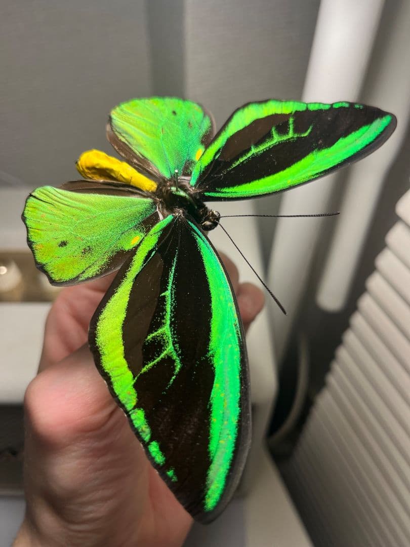 ミドリメガネトリバネアゲハ 展翅標本 外国産蝶標本 標本 蝶 採集品 アカエリ