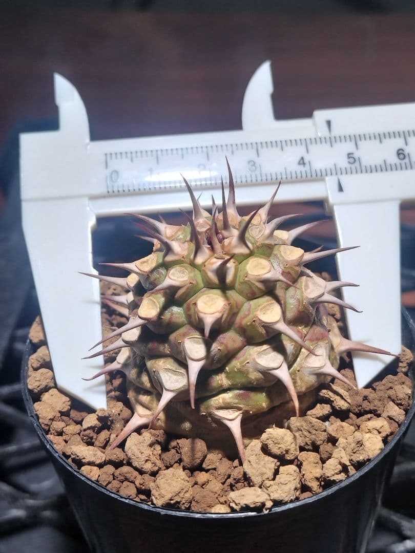 サピニー ユーフォルビア 検) パキプス オベサ カタフ コミフォラ アデニア