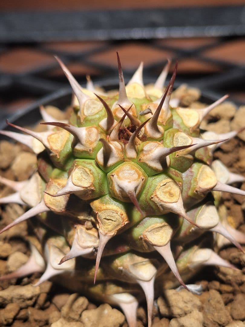 サピニー ユーフォルビア 検) パキプス オベサ カタフ コミフォラ アデニア