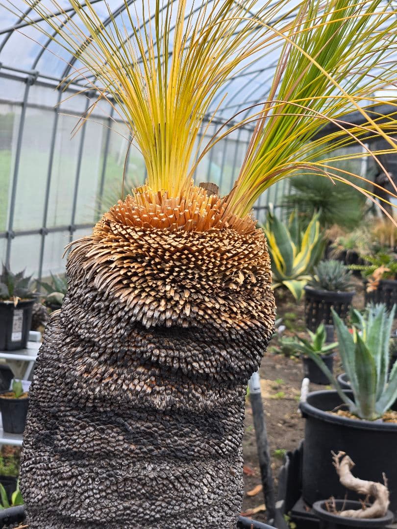 極美　クサントロエア　ジョンソニー　ブラックボーイ