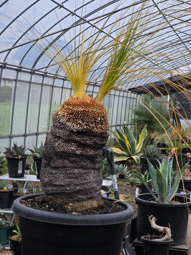 極美　クサントロエア　ジョンソニー　ブラックボーイ