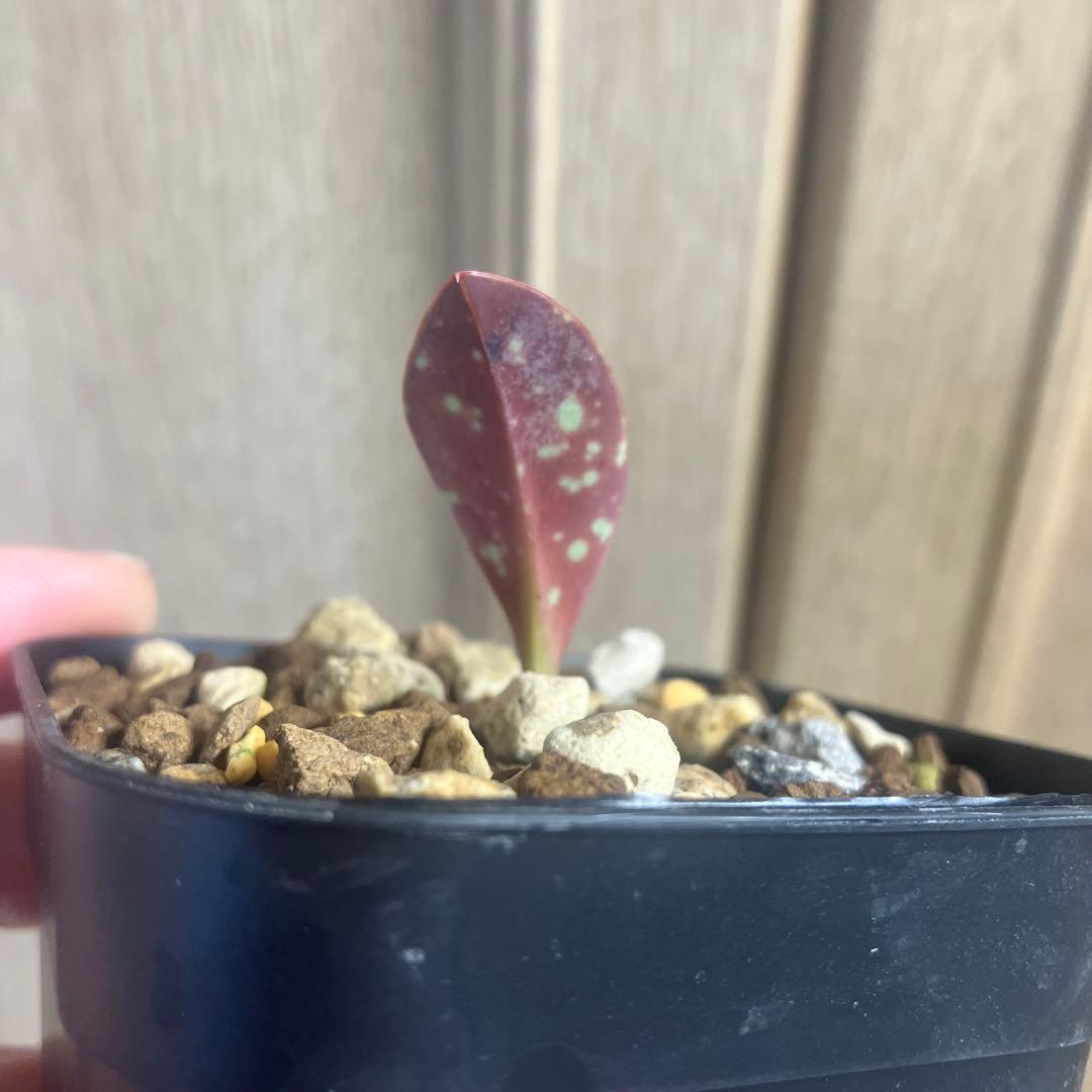 レア　ユーフォルビア　カンダレンシス×サピニー　実生　サボテン　　パキポディウム