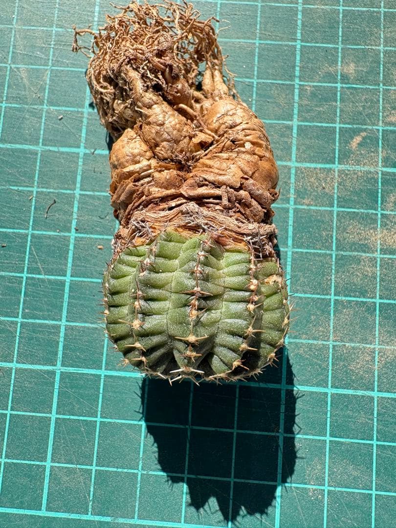 【一点物】希少品種 コレクション株「明星の宝石」明石丸 人気花サボテンレアカラー