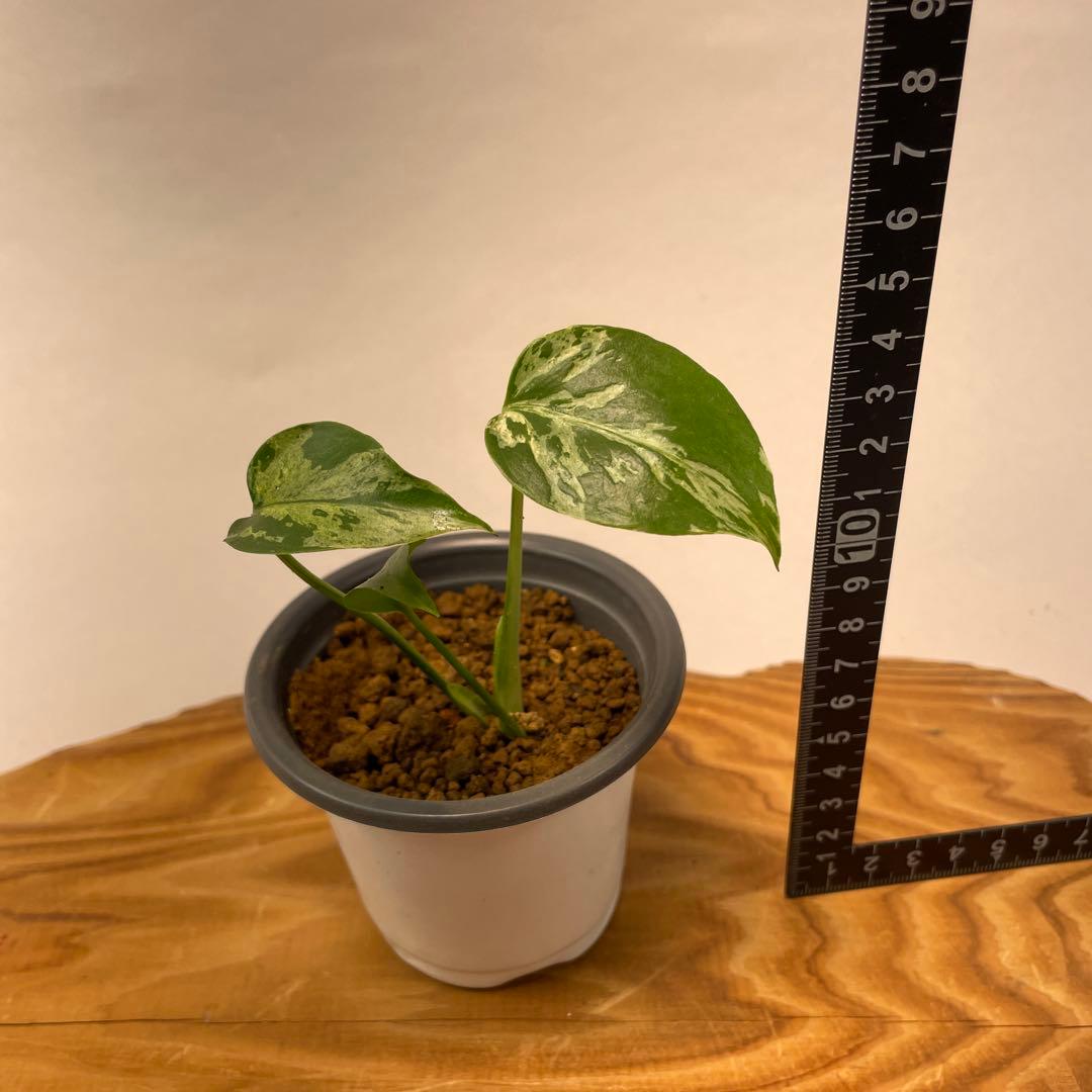 T*Y様 L028斑入り保証！品種保証！Bulbasaurモンステラ・フシギダネ