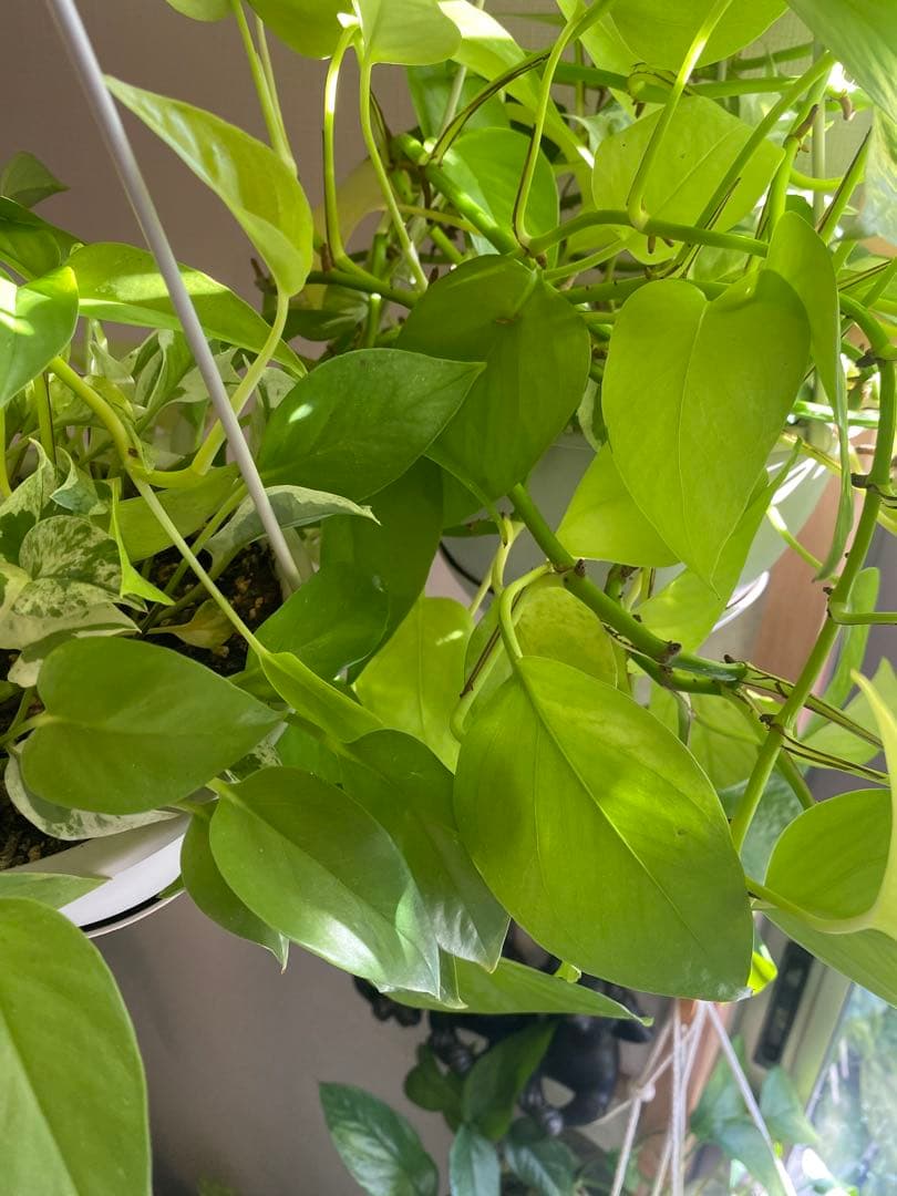 ポトスの寄せ植え　ライムコンパクト(チリ斑)＆エクセレント