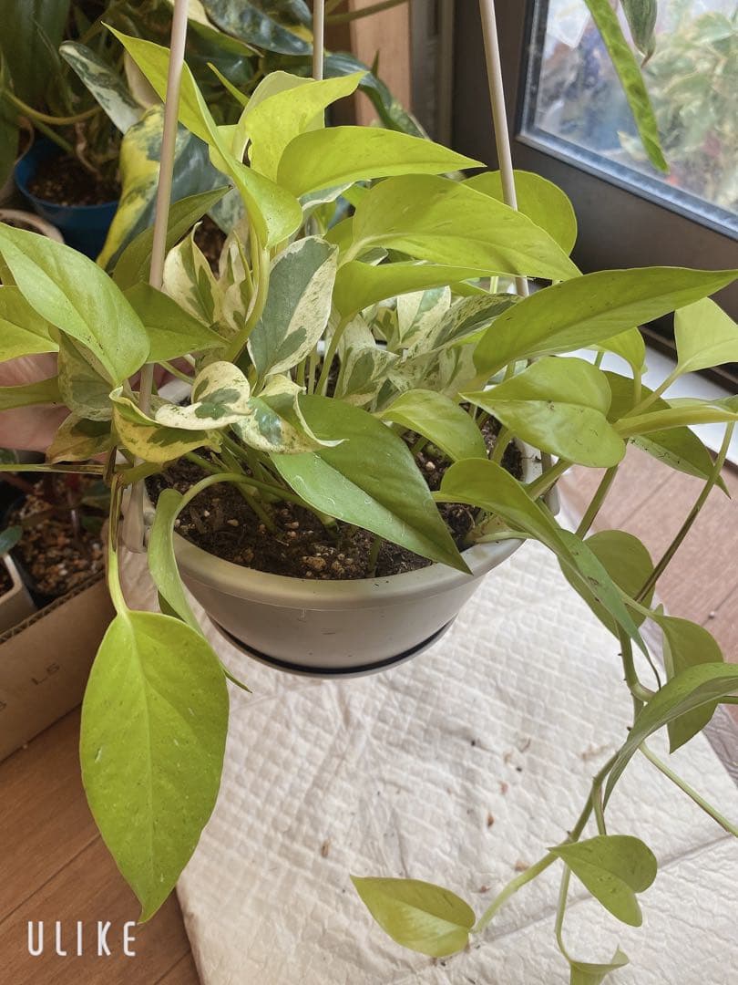 ポトスの寄せ植え　ライムコンパクト(チリ斑)＆エクセレント