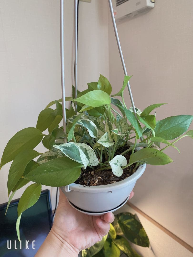 ポトスの寄せ植え　ライムコンパクト(チリ斑)＆エクセレント