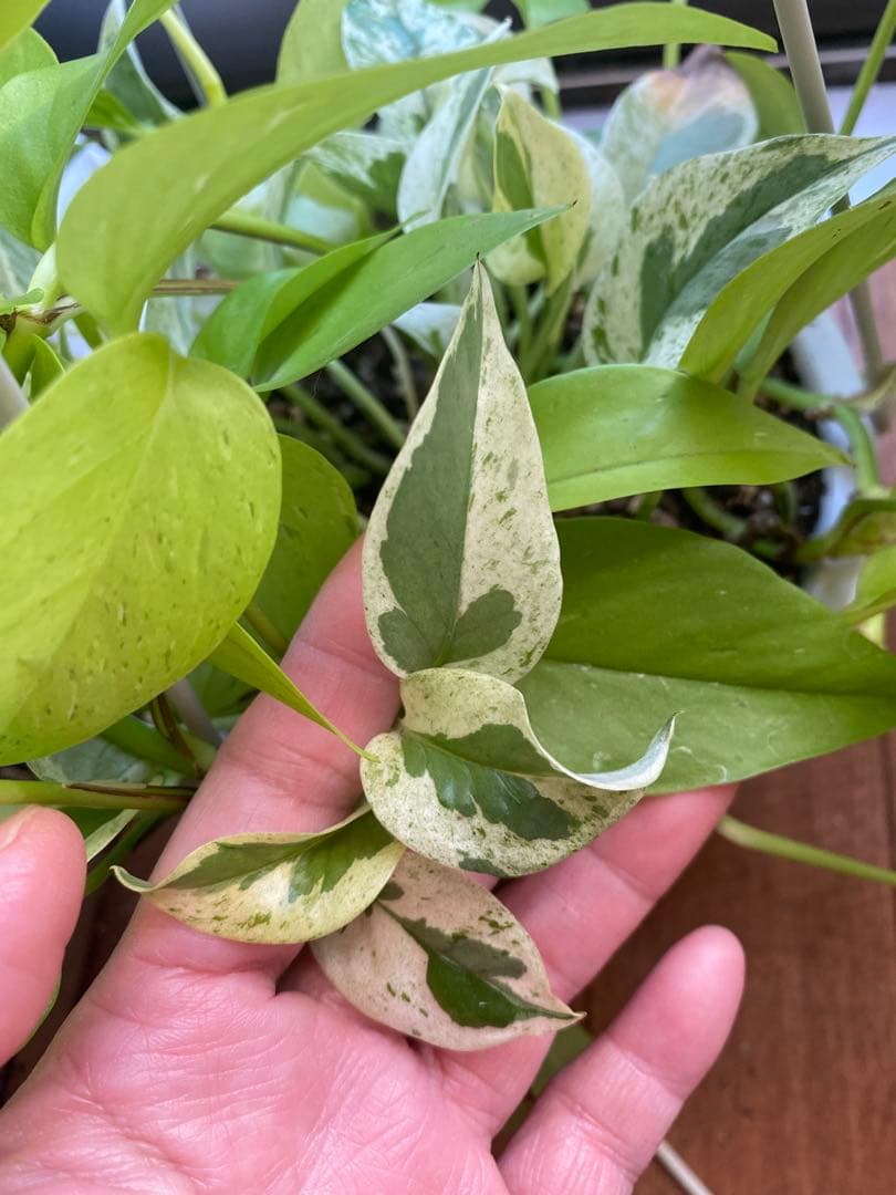 ポトスの寄せ植え　ライムコンパクト(チリ斑)＆エクセレント