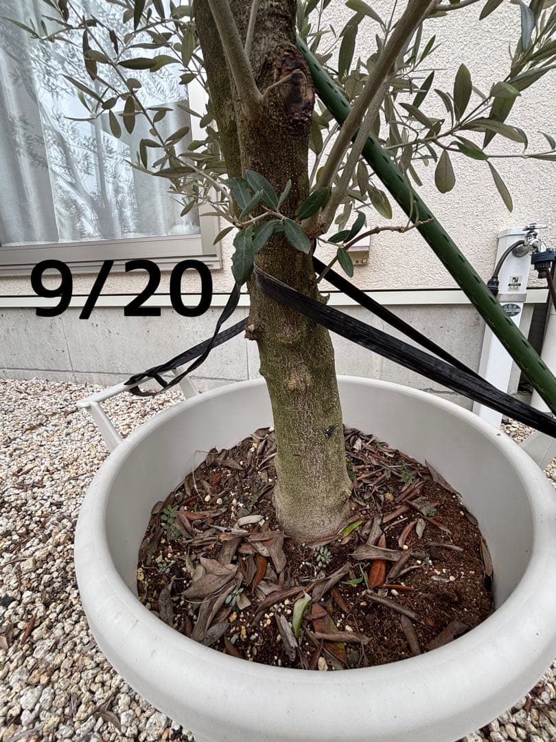【引取り限定】オリーブの木 中型⭐︎古木⭐︎約160cm