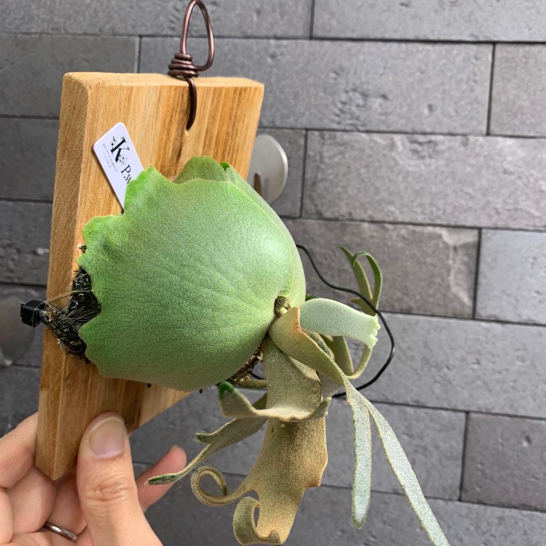 P.willinckii Jenny TC ビカクシダ