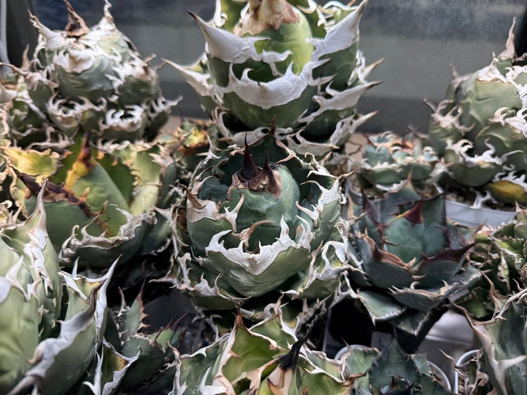 -Collection- 魔丸 アガベチタノタ オテロイ