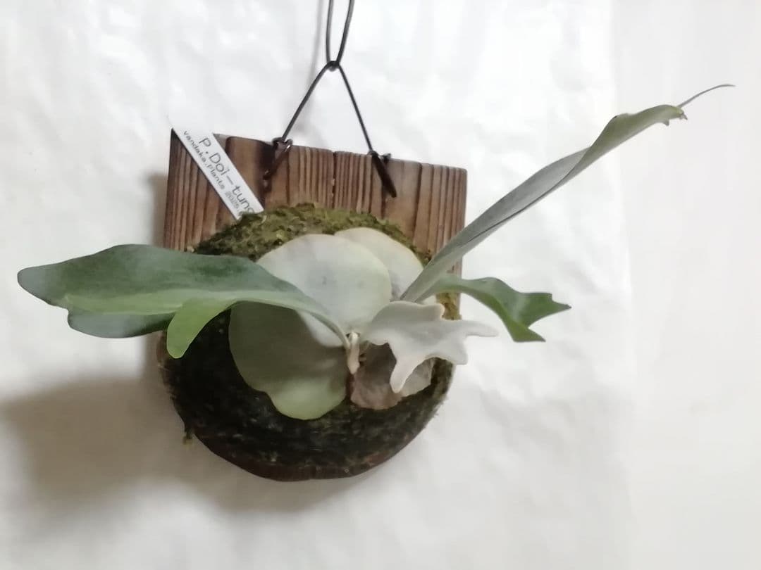 瀬野です、ビフルカッムcv.オールド　と　ドイトン株