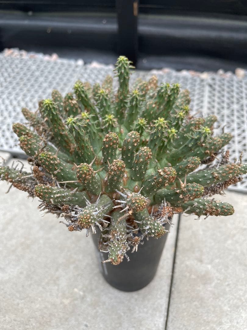 ユーフォルビア フスカ Euphorbia fusca