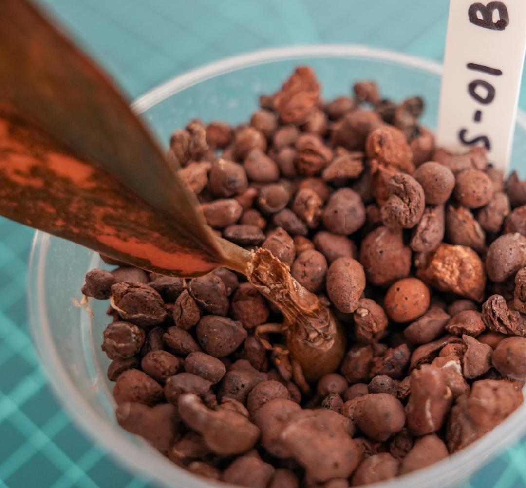 ザミオクルカス 斑入り（2株＋1株おまけセット）