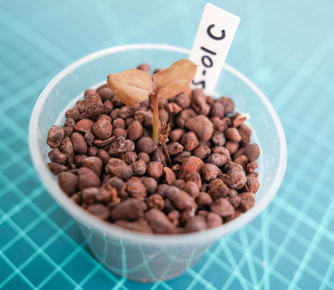 ザミオクルカス 斑入り（2株＋1株おまけセット）