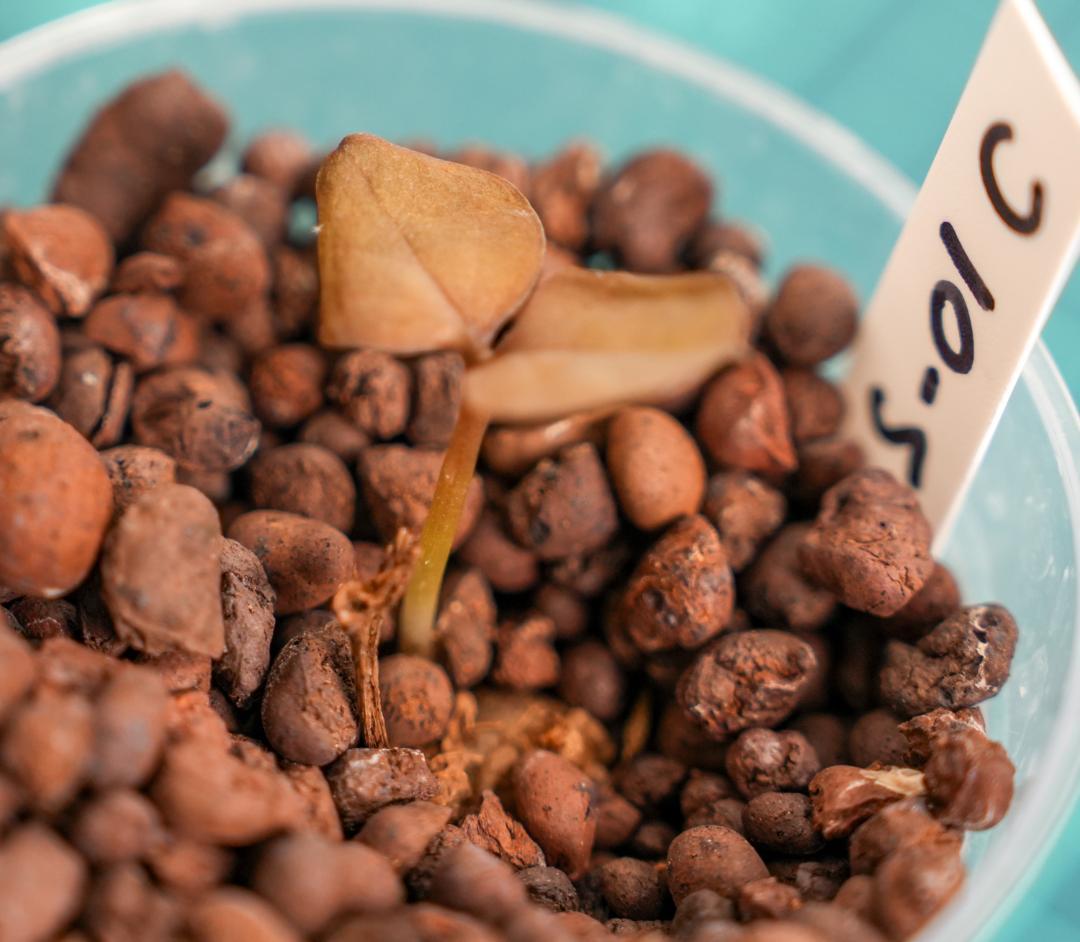 ザミオクルカス 斑入り（2株＋1株おまけセット）