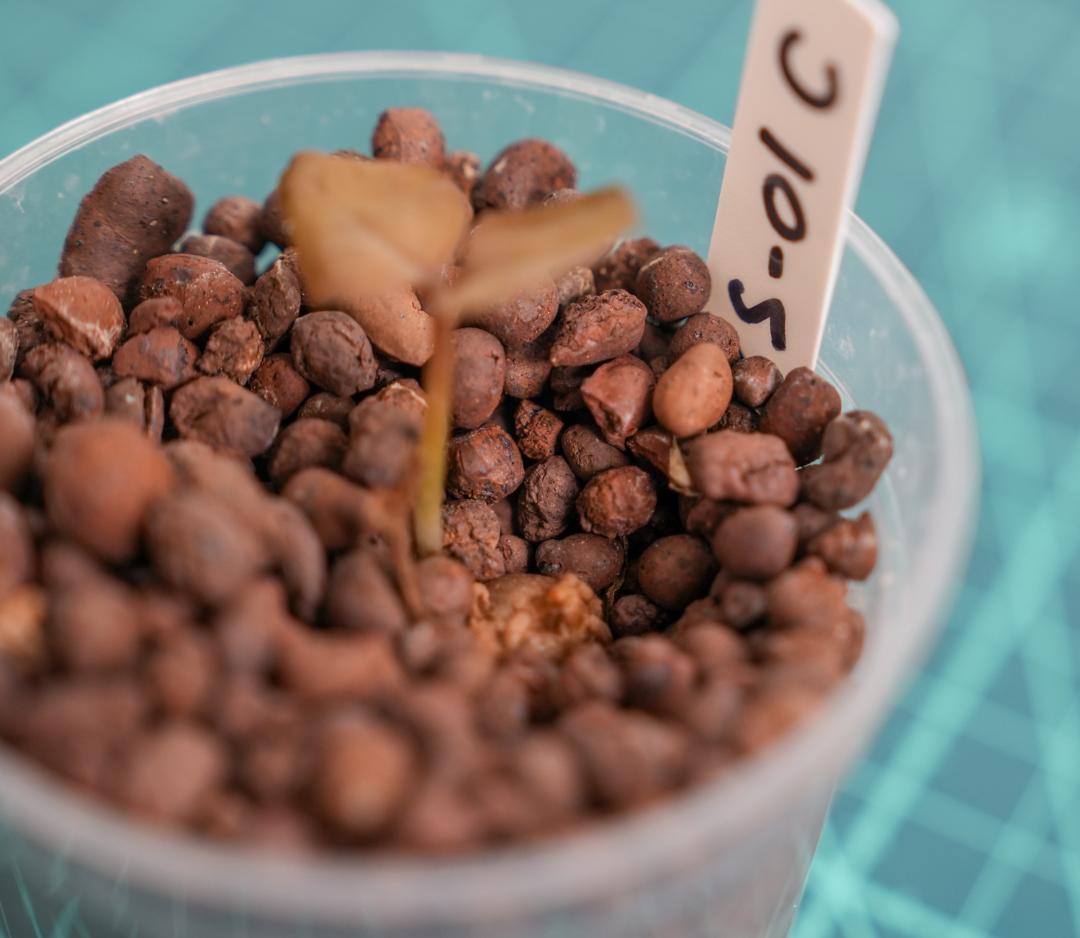 ザミオクルカス 斑入り（2株＋1株おまけセット）