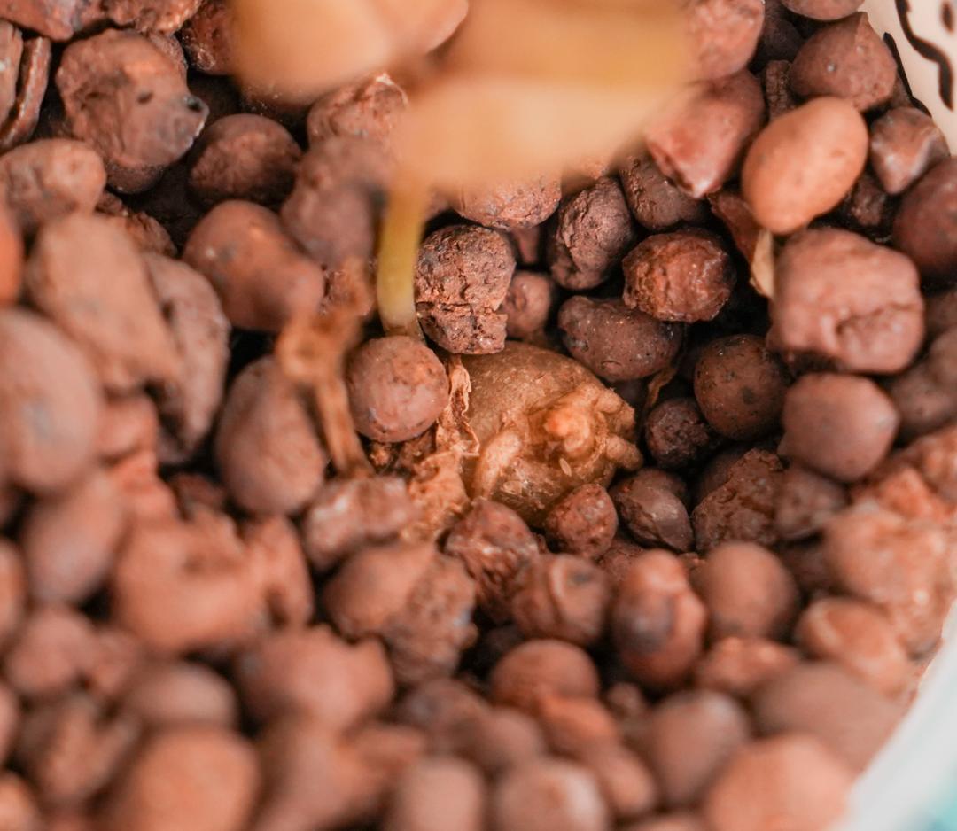 ザミオクルカス 斑入り（2株＋1株おまけセット）