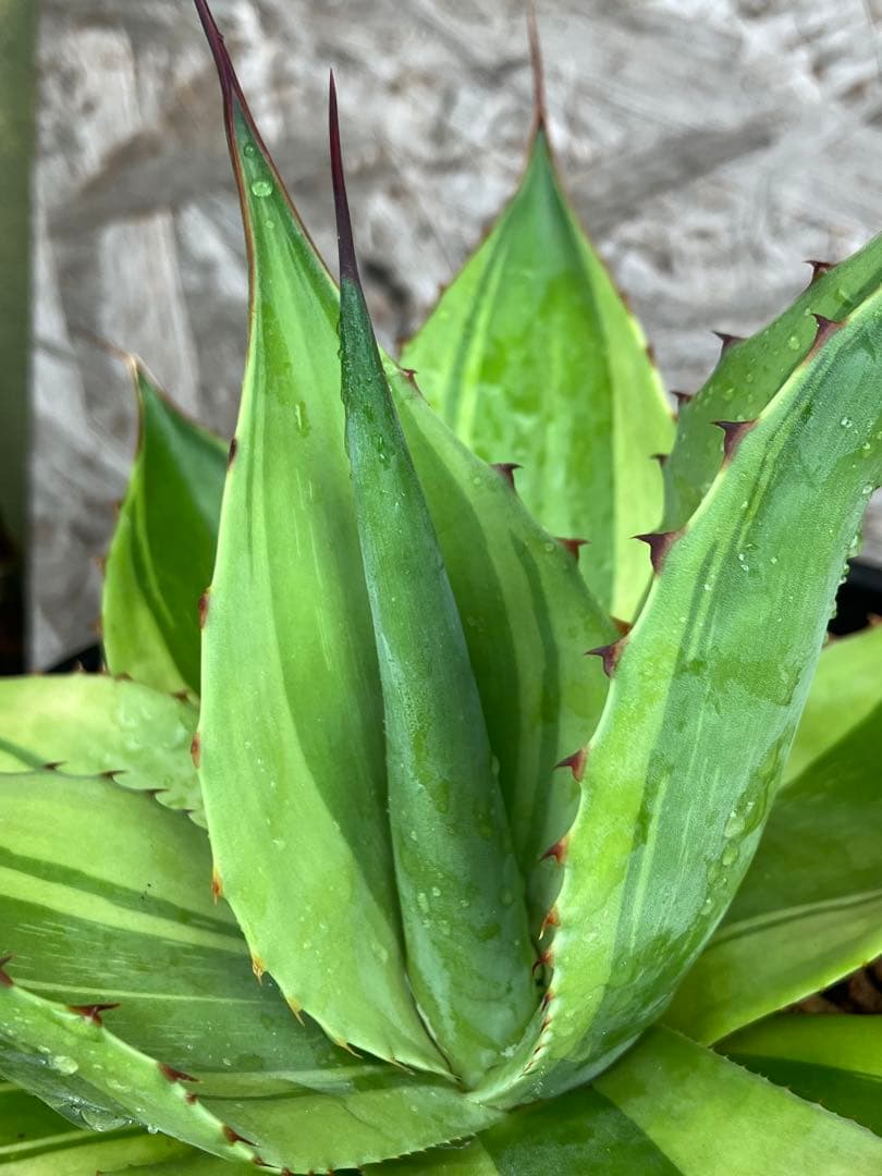 AGB33　アガベ　オバティフォリアキラー　中株【特選株】