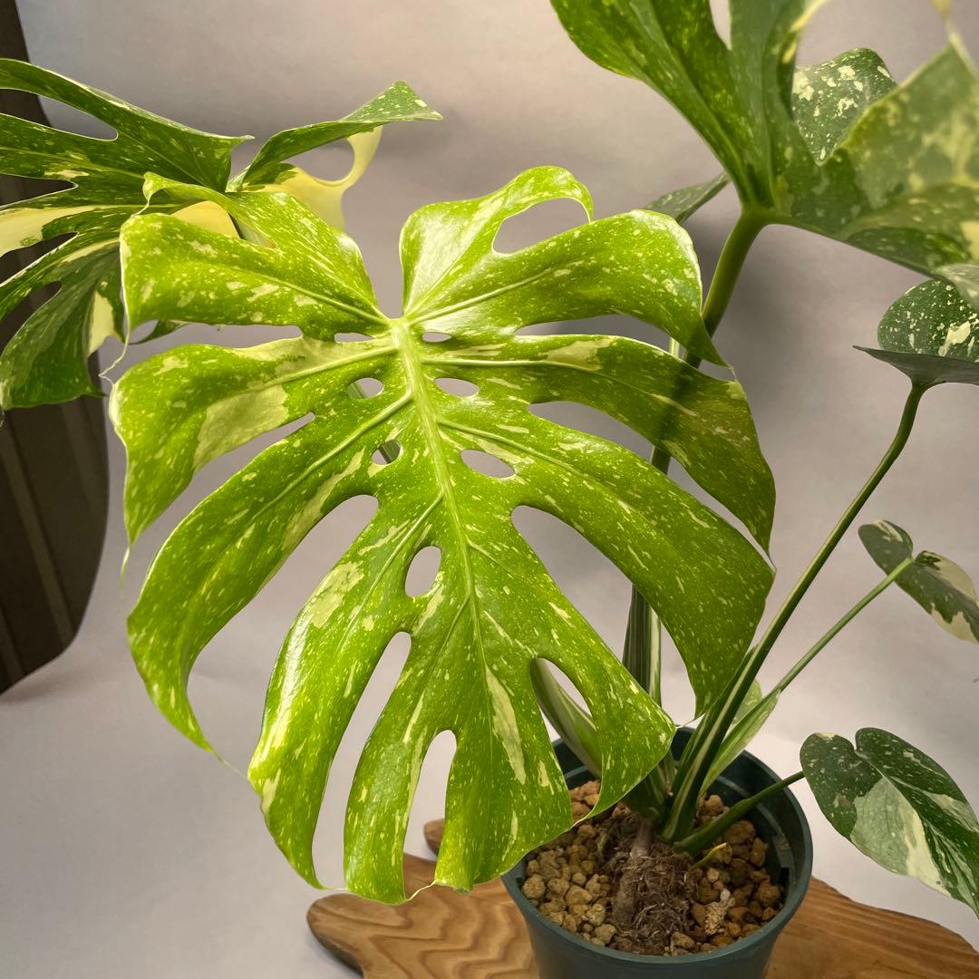 う*こ様 L048Creme Bruleeモンステラ・デリシオーサクレームブリュ