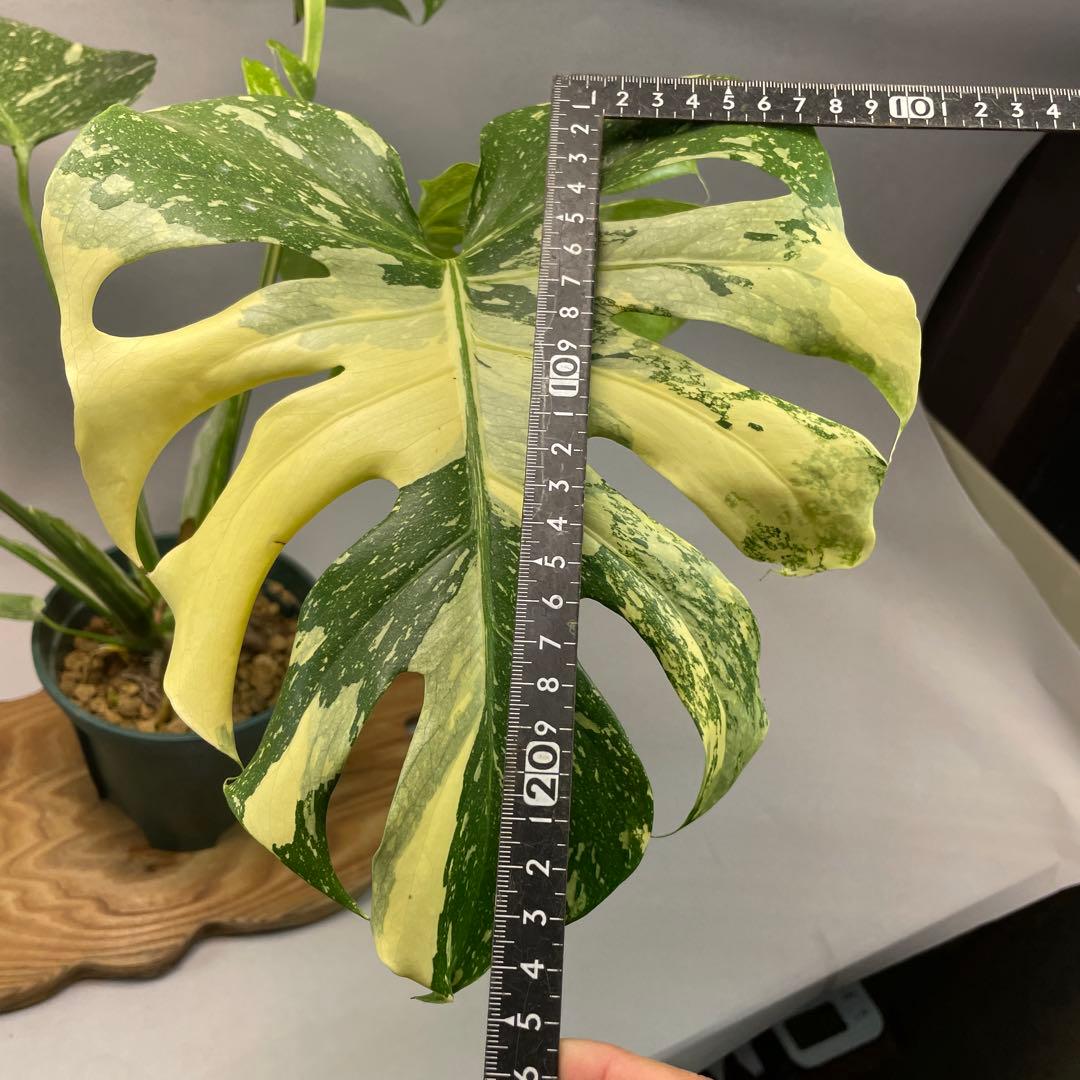 う*こ様 L048Creme Bruleeモンステラ・デリシオーサクレームブリュ