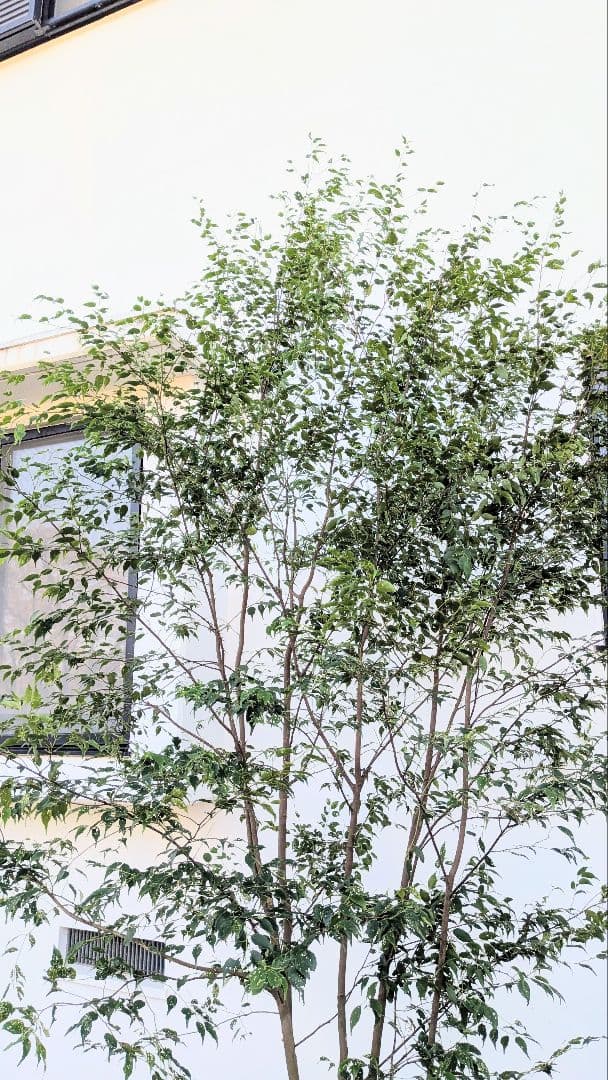 3.3m！至高の山採りハイノキ。