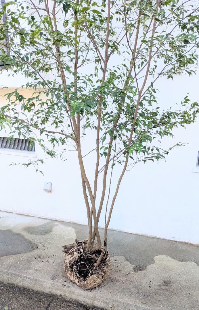 3.3m！至高の山採りハイノキ。