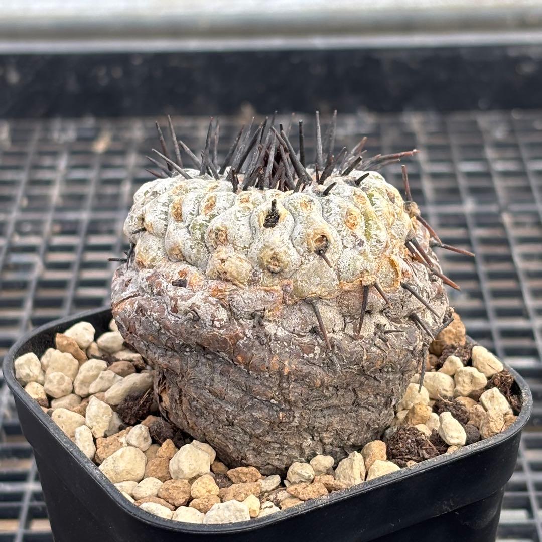 コピアポア　シネレア　コルムナアルバ　山木　現地球D