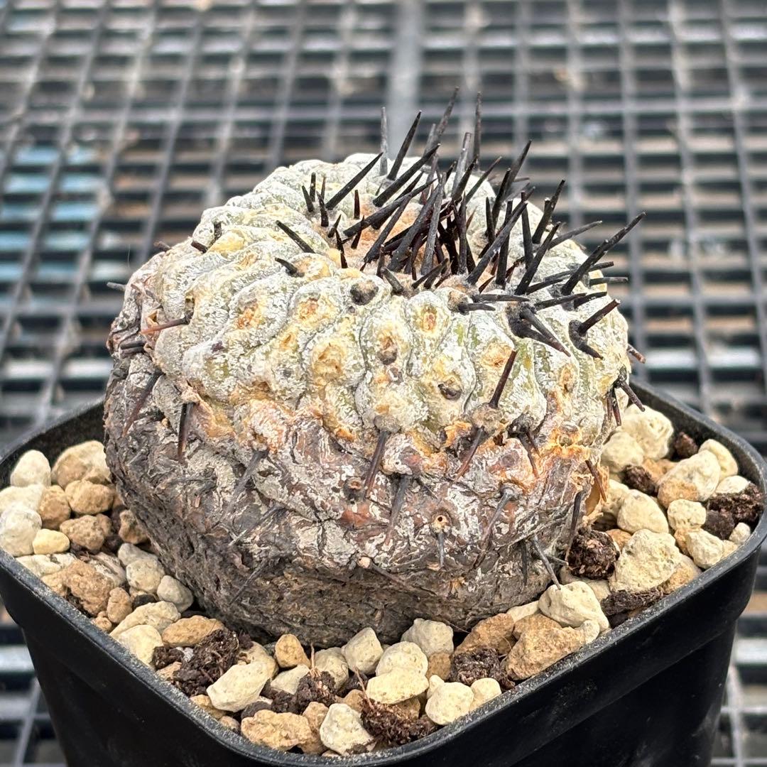 コピアポア　シネレア　コルムナアルバ　山木　現地球D