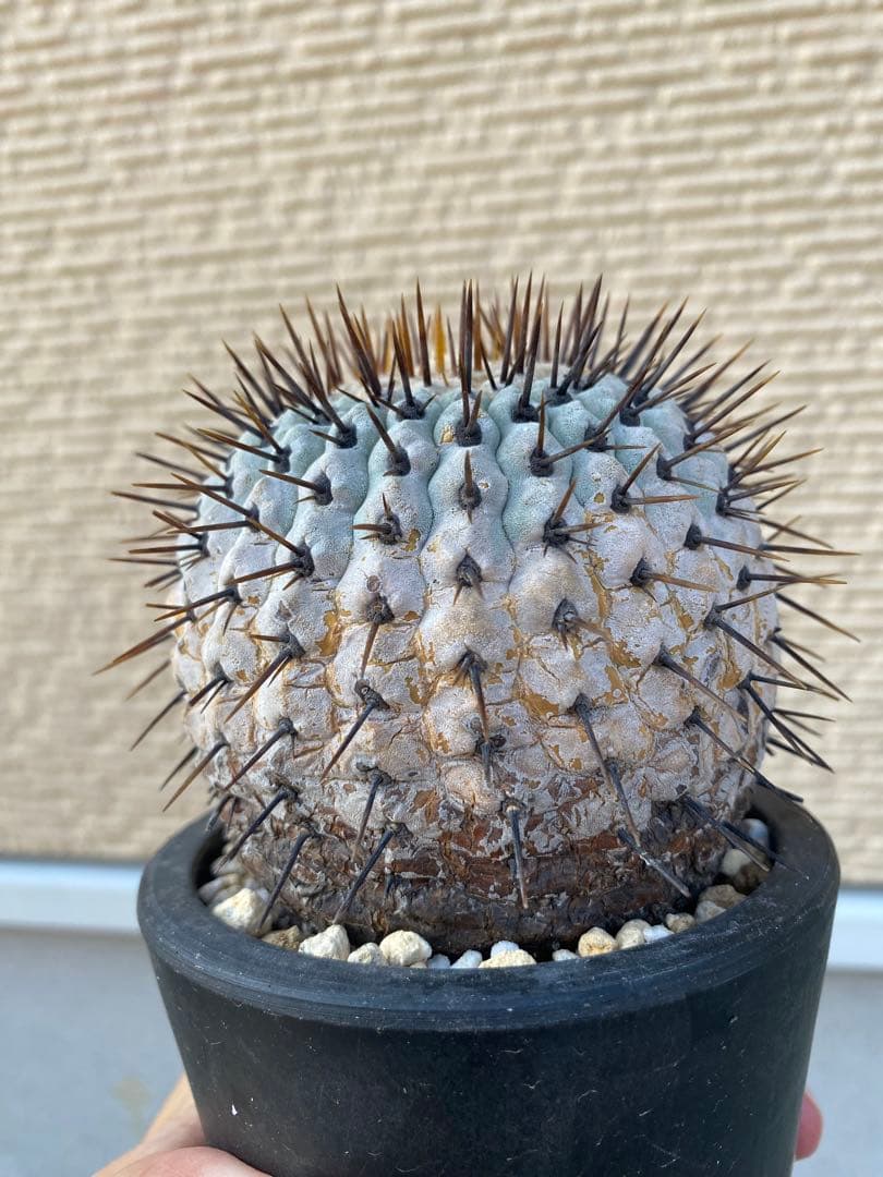 狐竜丸　現地球　まん丸　グラデーション肌　コルムナアルバ　厳選　コレクション株