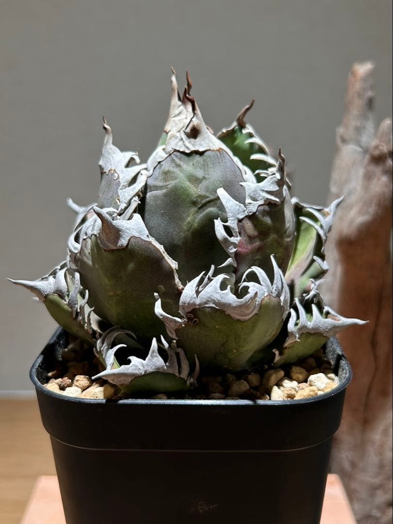 アガベ　赤猫　ゴリ猫　A