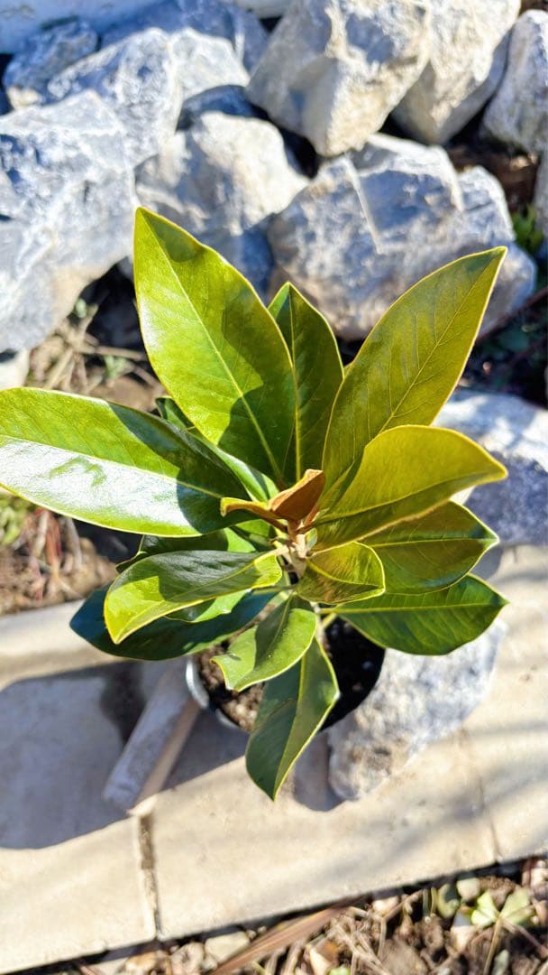 美形。リトルジェム 57cm(鉢底から)品番C