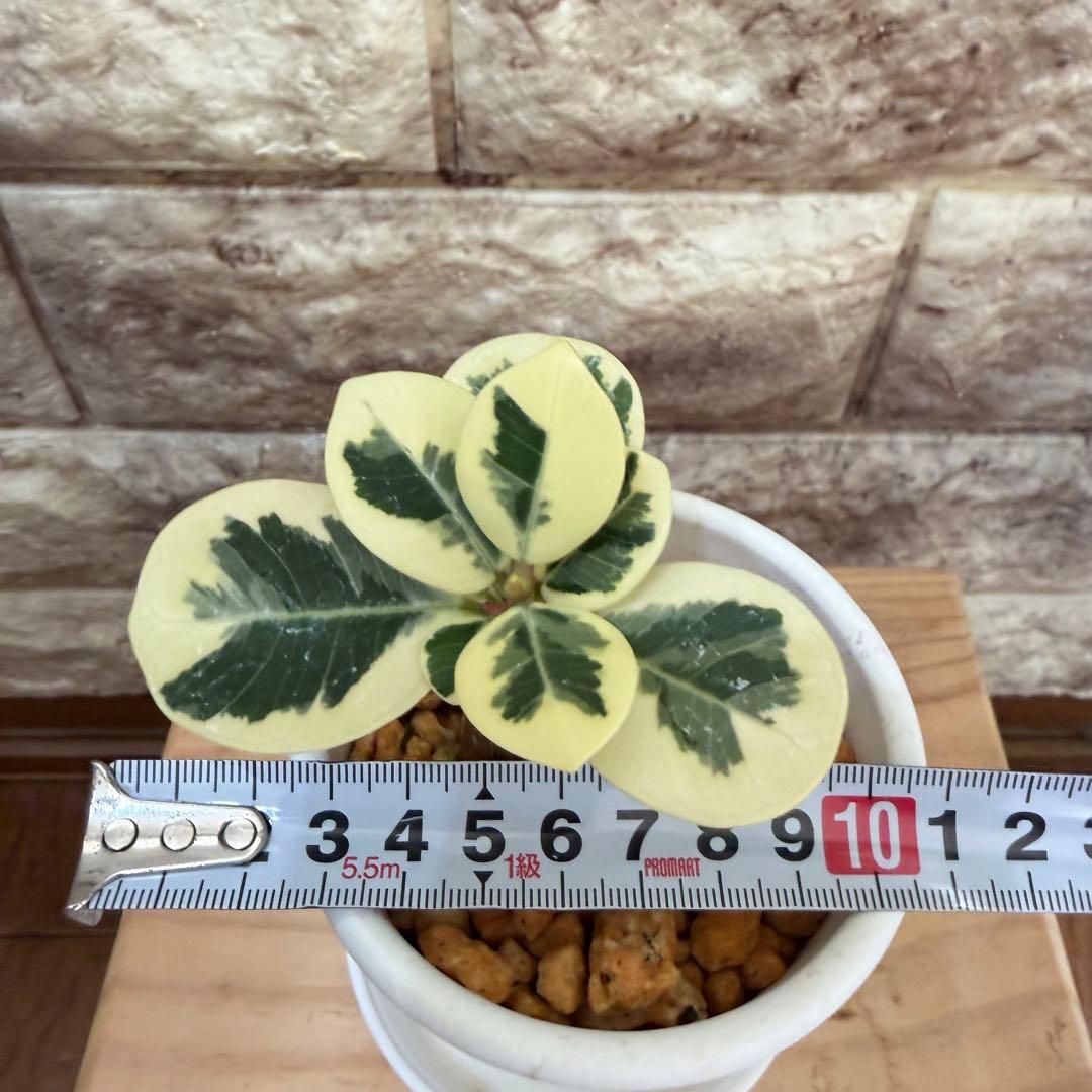 ❤︎パンダガジュマル　斑入り　可愛い台木　接木株　3号鉢❤︎