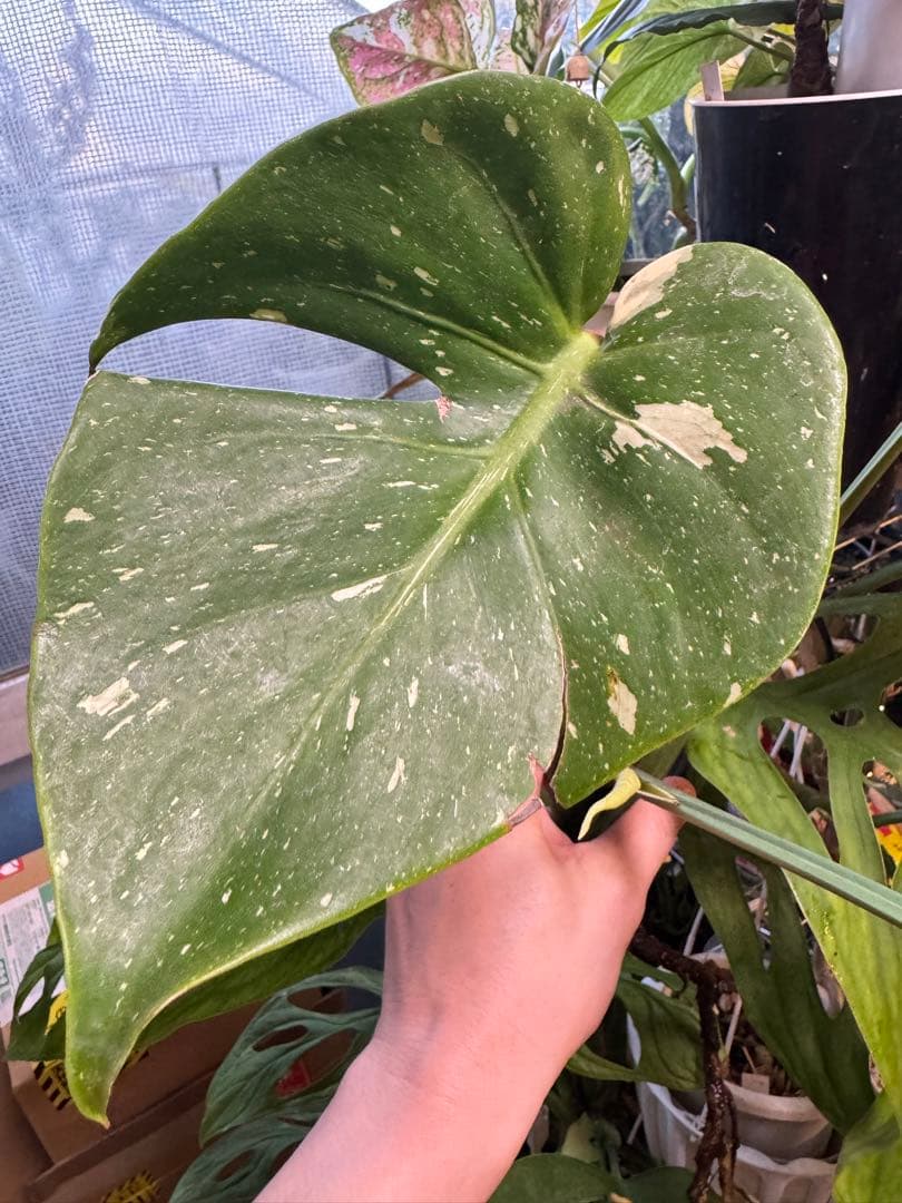 希少　斑入り 本物　モンステラ　デリシオーサ タイコン　ミニ　コンパクタ